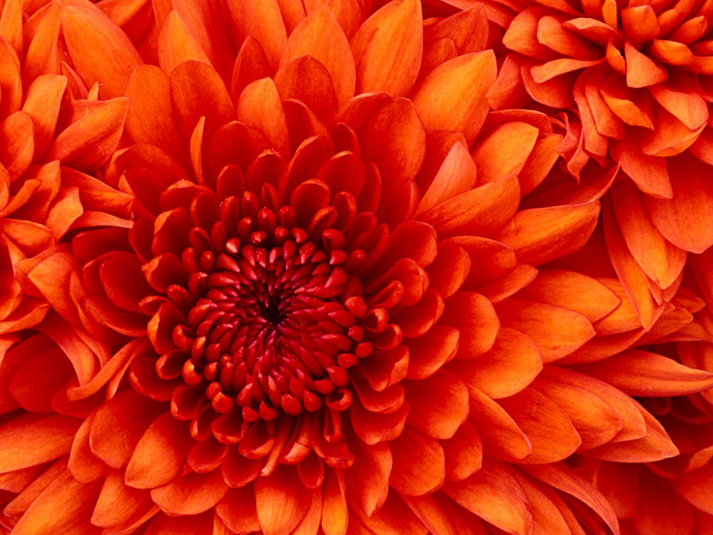 Sono una donna che ce l’ha fatta…forse…