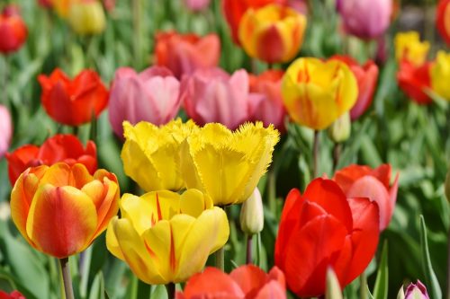 Perché cantare fa bene